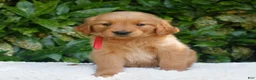 Golden Retriever dogs for sale: Penelope  - Ad 1