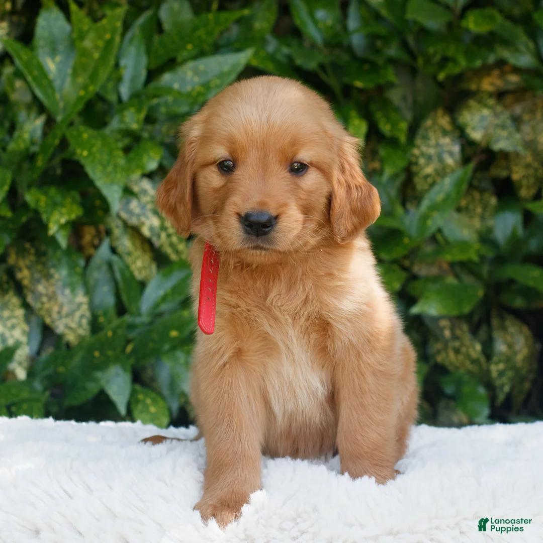 Golden Retriever dogs for sale: Penelope  - Ad 1