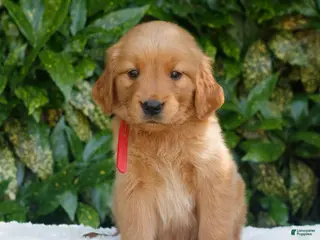 Golden Retriever dogs for sale: Penelope - Ad 4