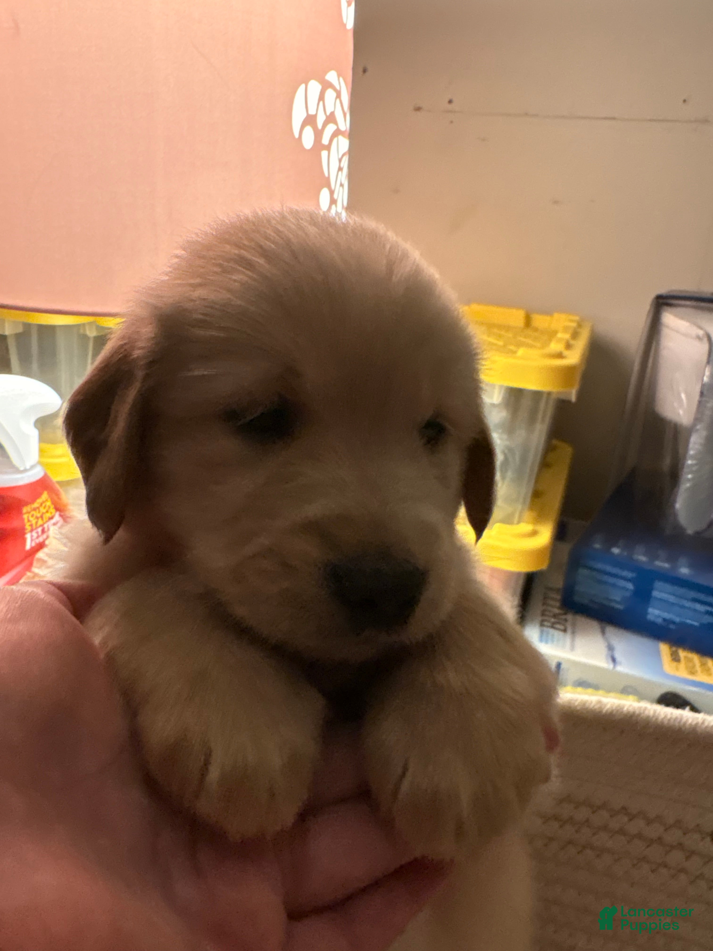 Golden Retriever dogs Burgundy  - Ad 22