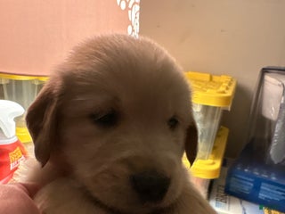 Golden Retriever dogs Burgundy - Ad 17