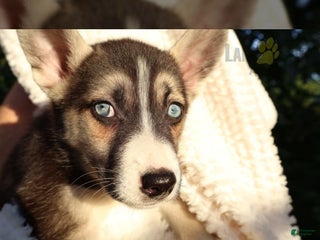 Gerberian Shepsky dogs - Ad 33