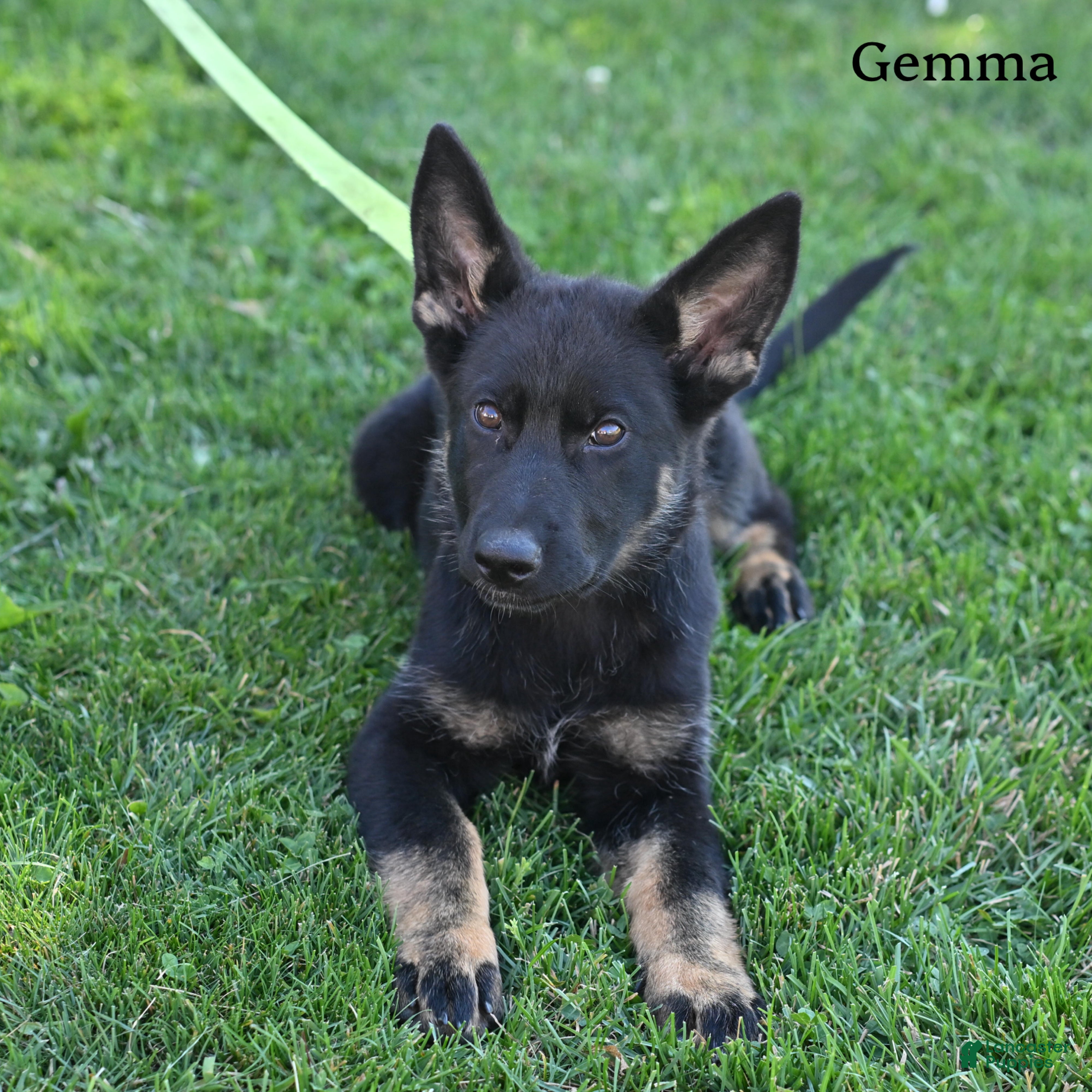 German Shepherd dogs Gemma - Ad 2
