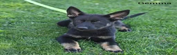 German Shepherd dogs for sale: Gemma - Ad 2