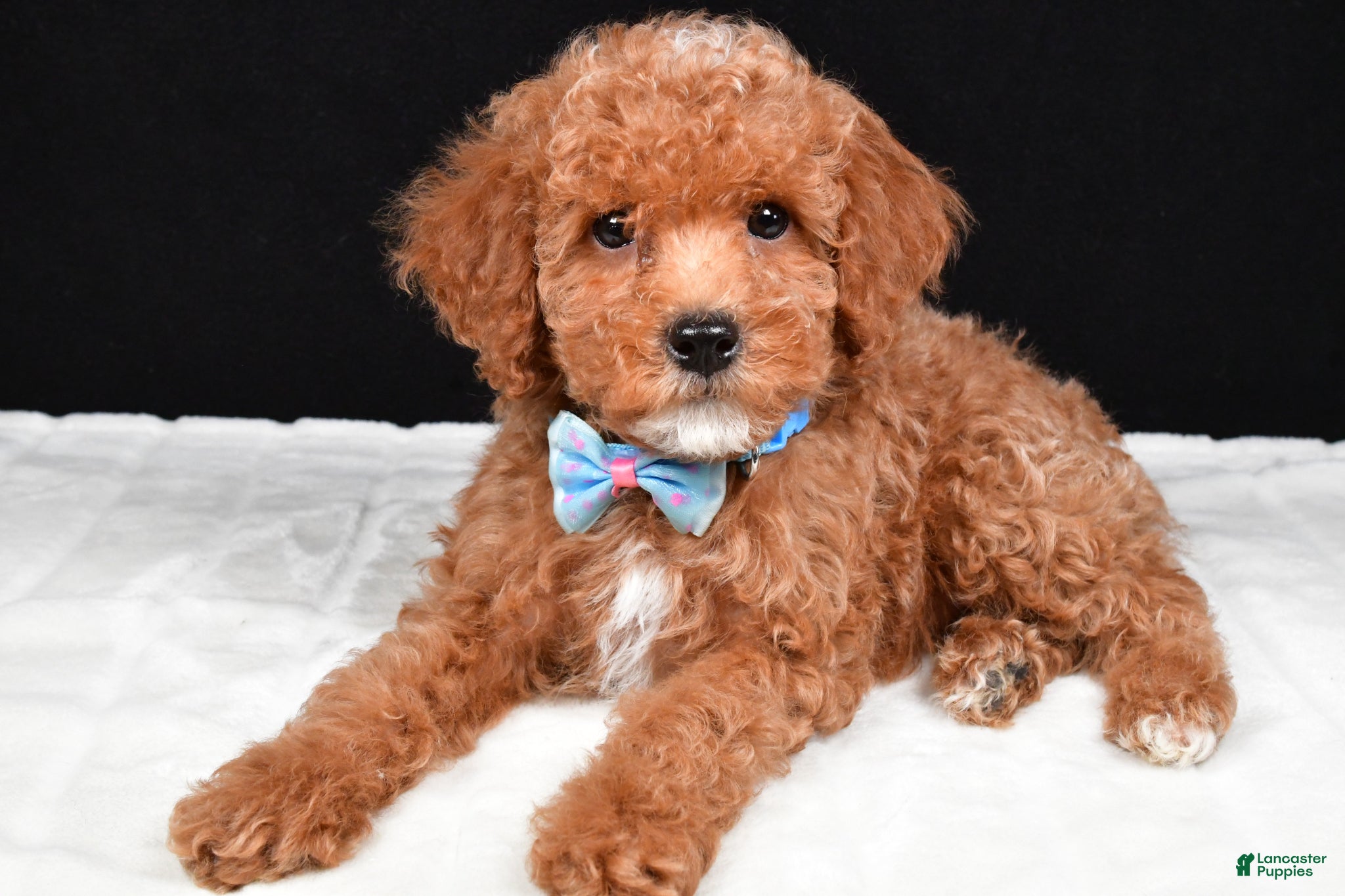 Miniature Poodle dogs Sparky - Ad 1