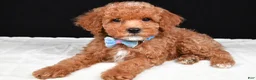 Miniature Poodle dogs for sale: Sparky - Ad 1