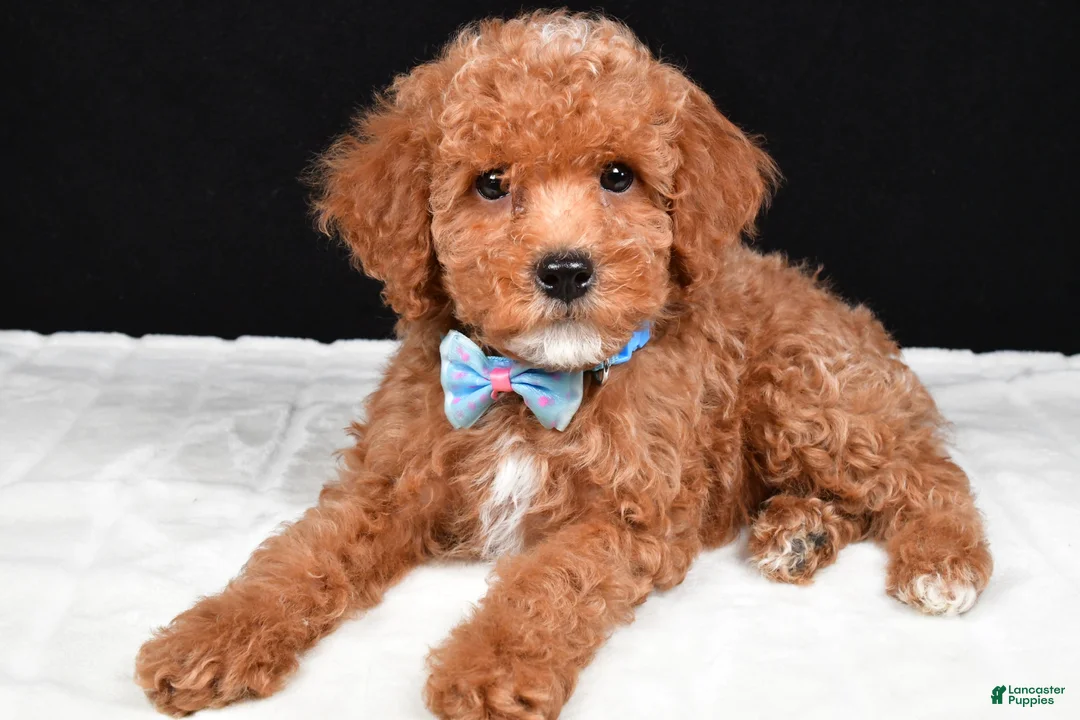 Miniature Poodle dogs for sale: Sparky - Ad 1
