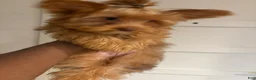 Yorkshire Terrier dogs for sale: Autumn - Ad 6