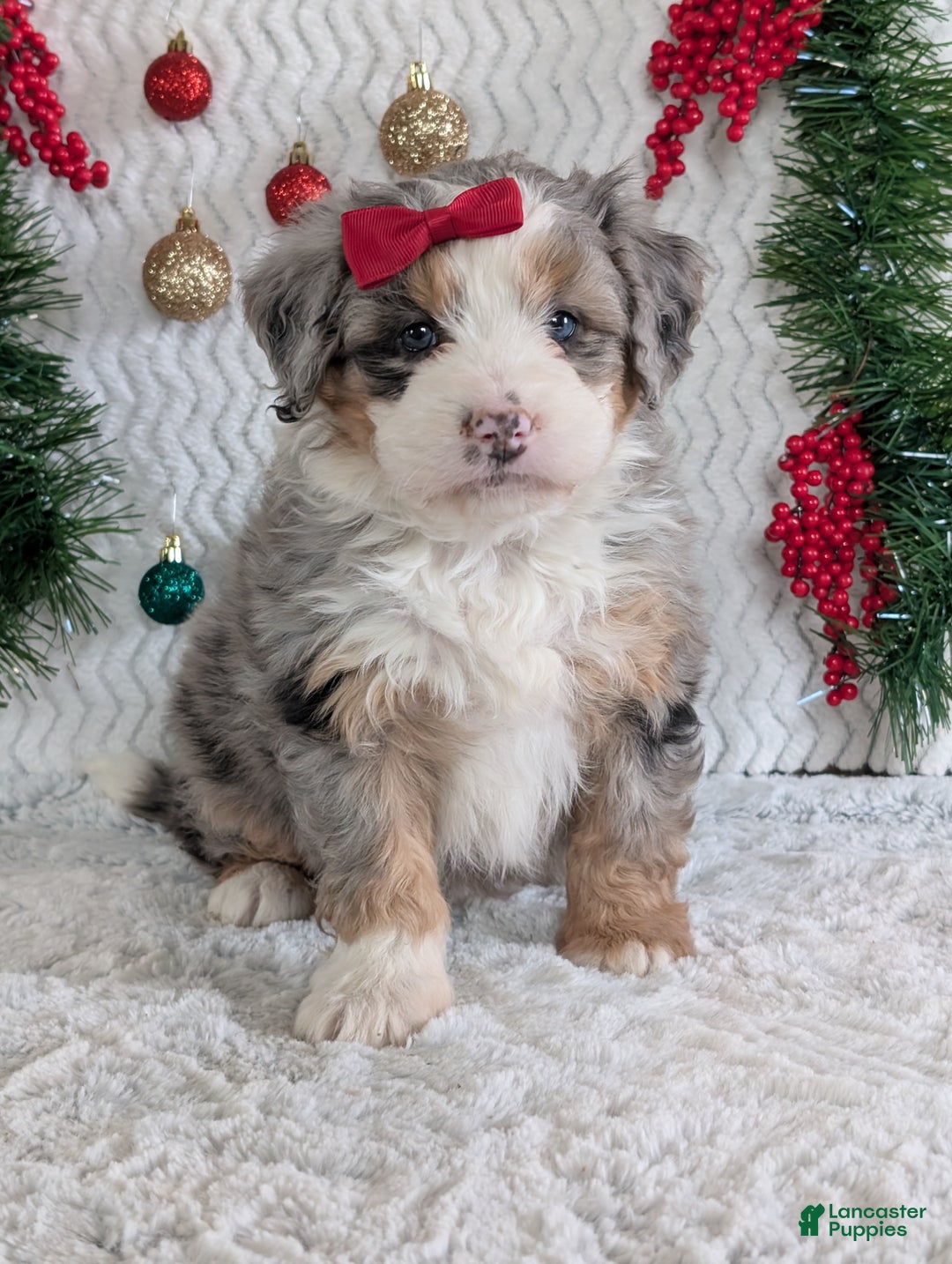 Mini Bernedoodle dogs for sale: Mini Pippa  - Ad 17