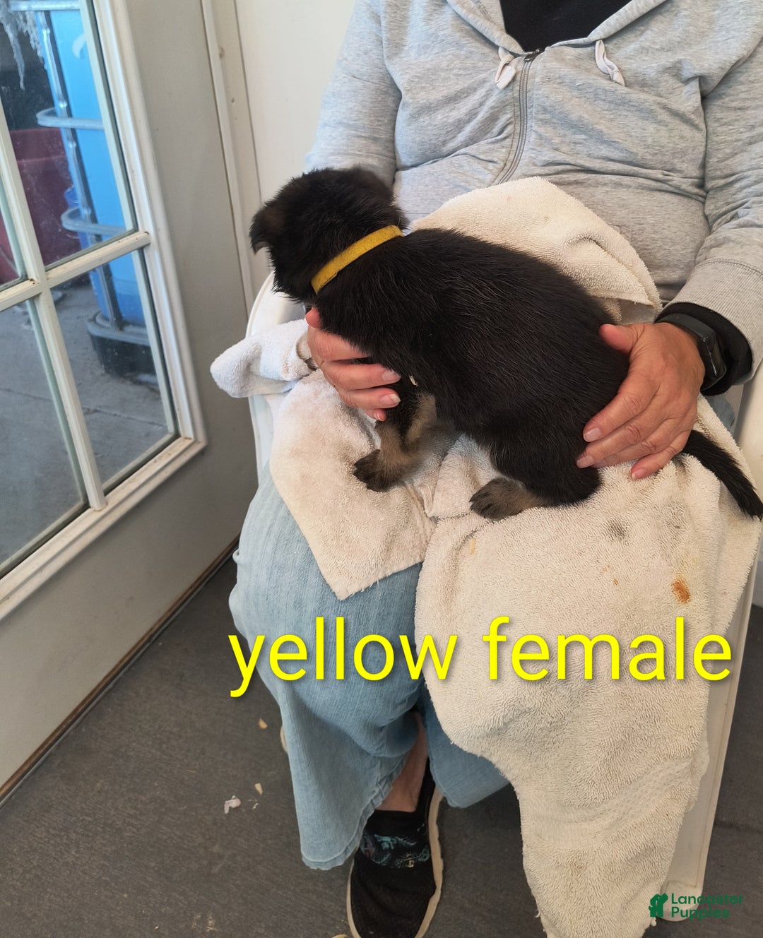 German Shepherd dogs for sale: Yellow collar female  - Ad 3