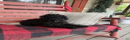 Cavapoo dogs for sale: Ethan - Ad 3