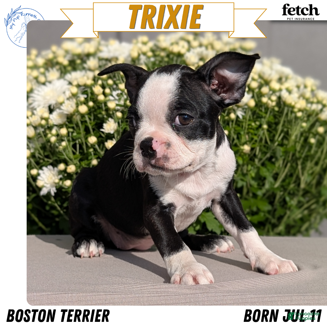 Trixie