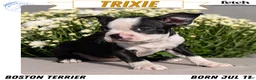 Boston Terrier dogs for sale: Trixie - Ad 1