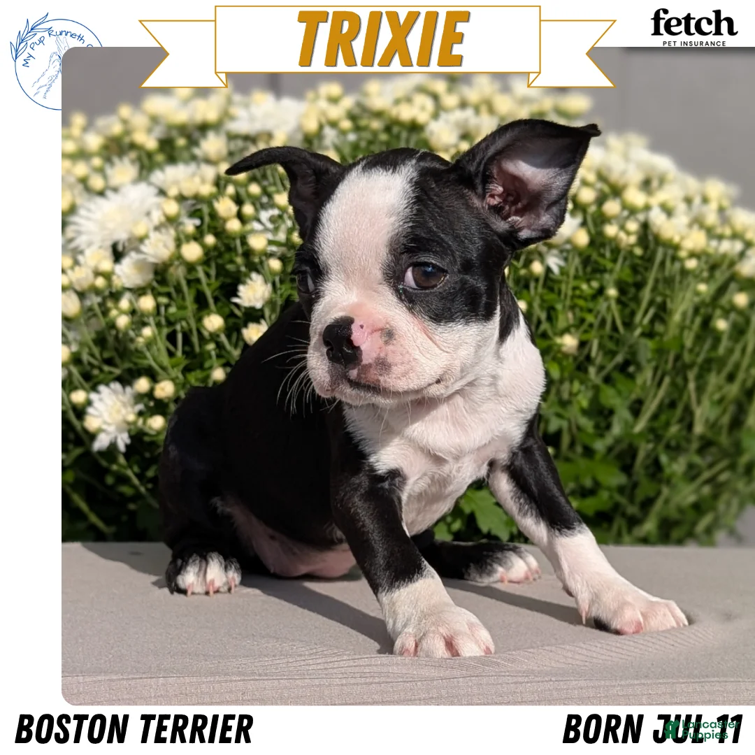 Boston Terrier dogs for sale: Trixie - Ad 1