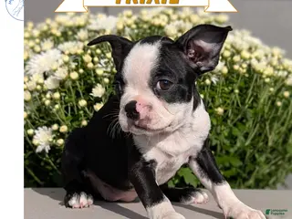 Boston Terrier dogs Trixie - Ad 1