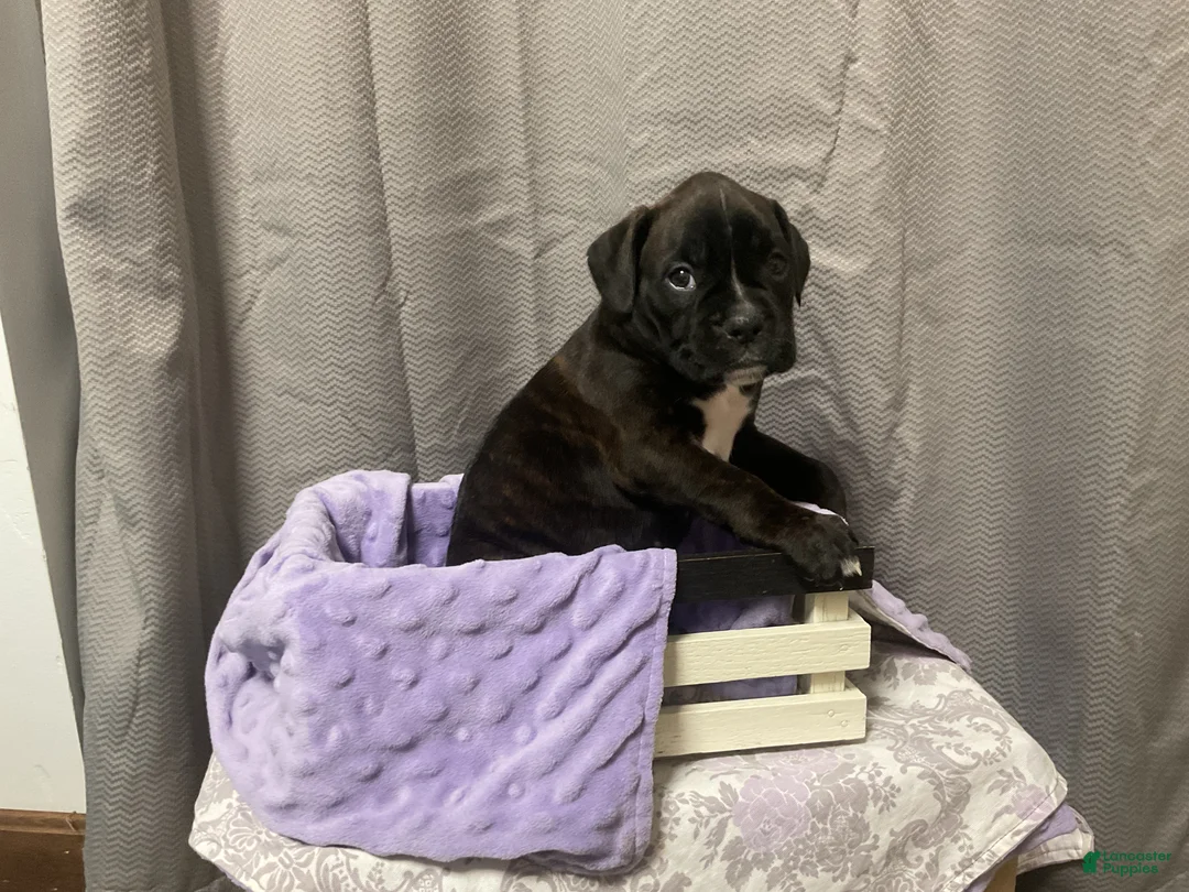 Boxer dogs for sale: 💐DAFFODIL  - Ad 1