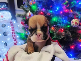 English Bulldog dogs Peanut - Ad 21