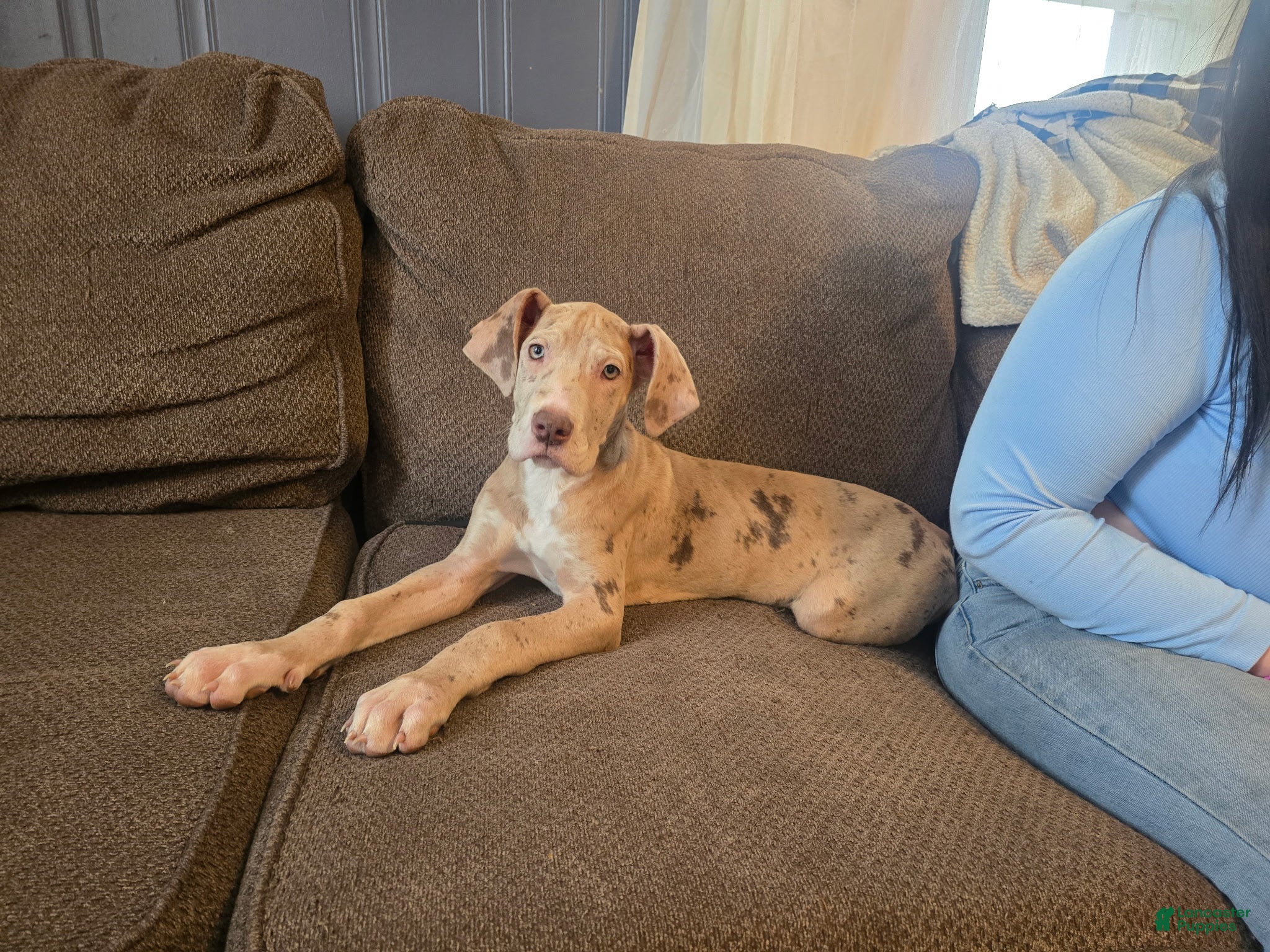 Great Dane dogs Josie - Ad 25