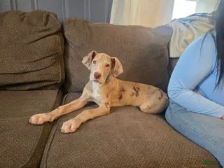 Great Dane dogs Josie - Ad 42