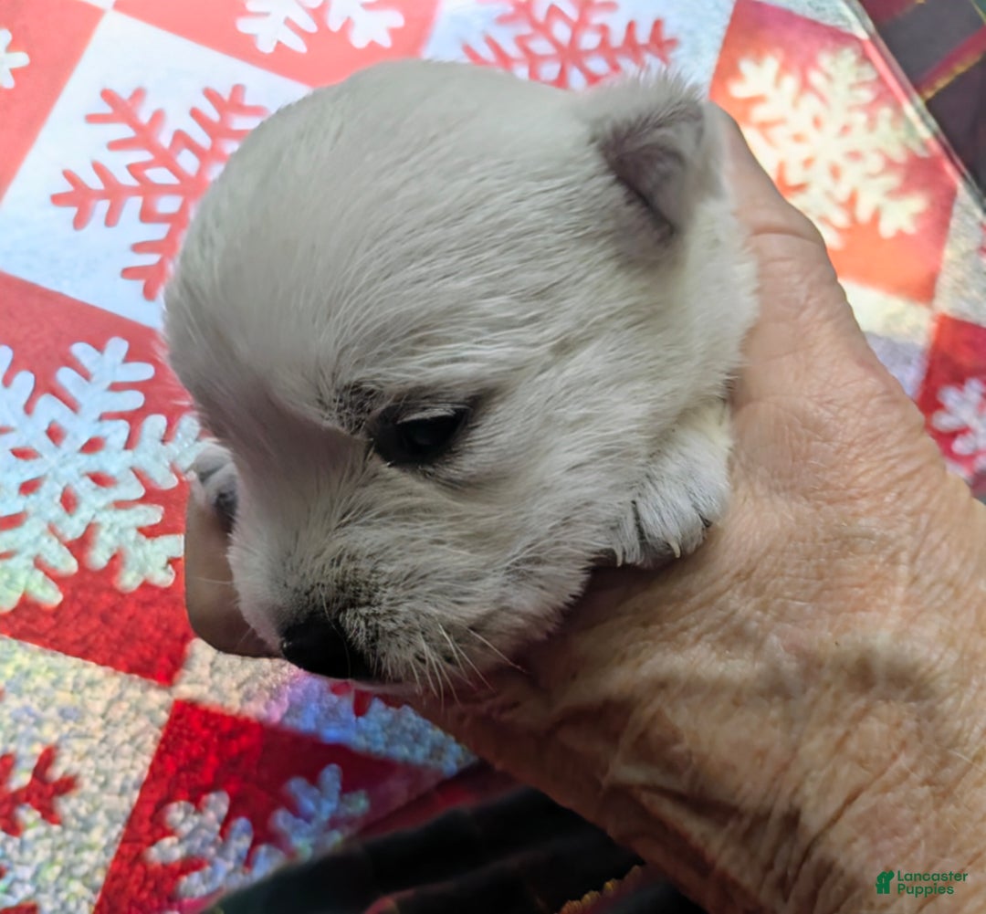 West Highland Terrier dogs for sale: Snow Baby - Ad 8