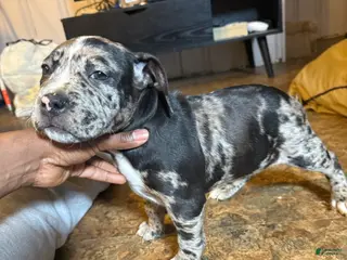 Mixed Breed dogs Mixed Breed Puppy 2 - Ad 16