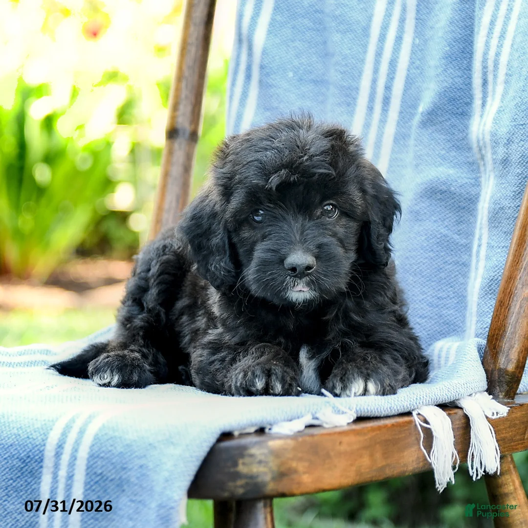 Mini Aussiedoodle dogs for sale: Amir - Ad 3