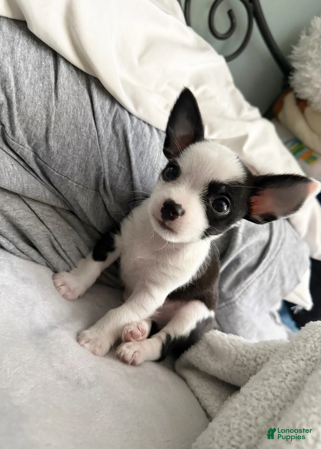 Chorkie dogs for sale: Chorkie 2 - Ad 2