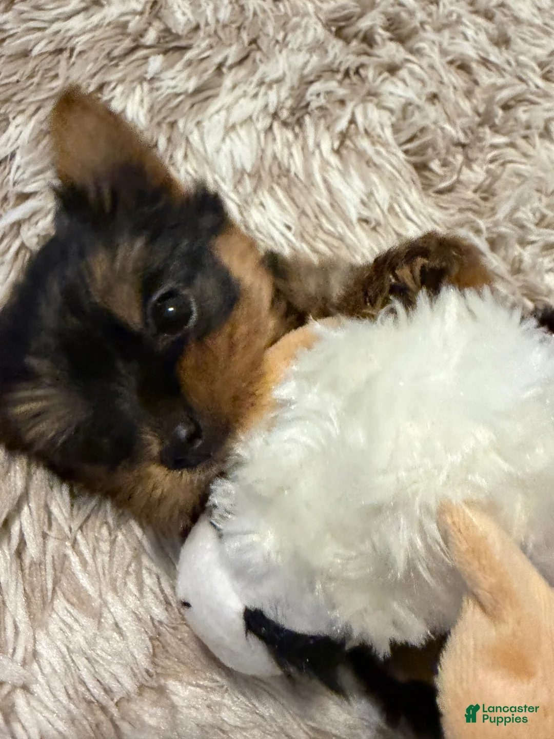 Yorkshire Terrier dogs for sale: Yorkshire Terrier Puppy 1 - Ad 1