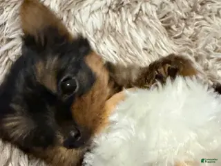 Yorkshire Terrier dogs Yorkshire Terrier Puppy 1 - Ad 10