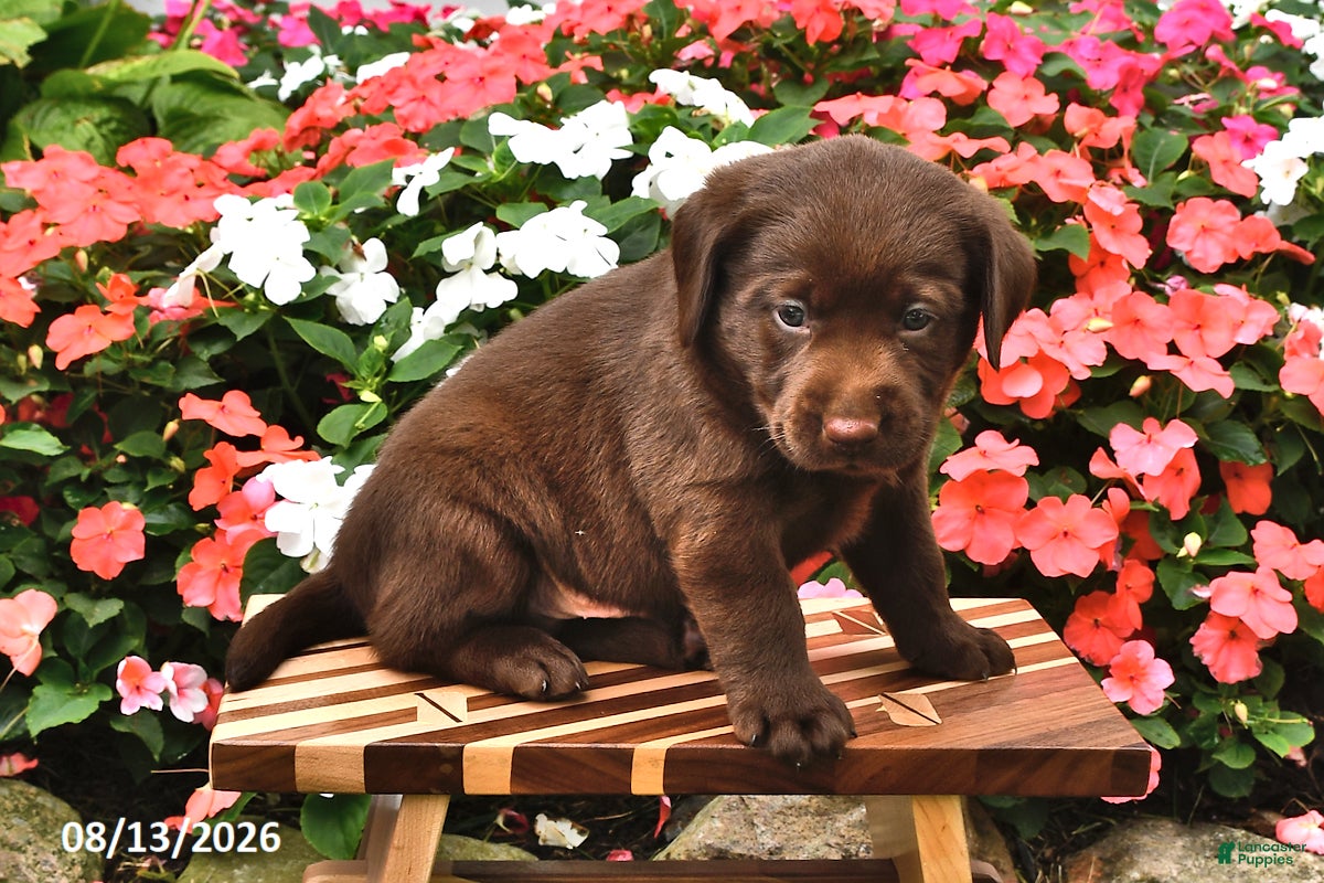 Labrador Retriever dogs Alfie - Ad 2
