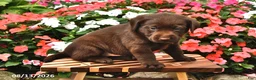 Labrador Retriever dogs for sale: Alfie - Ad 2
