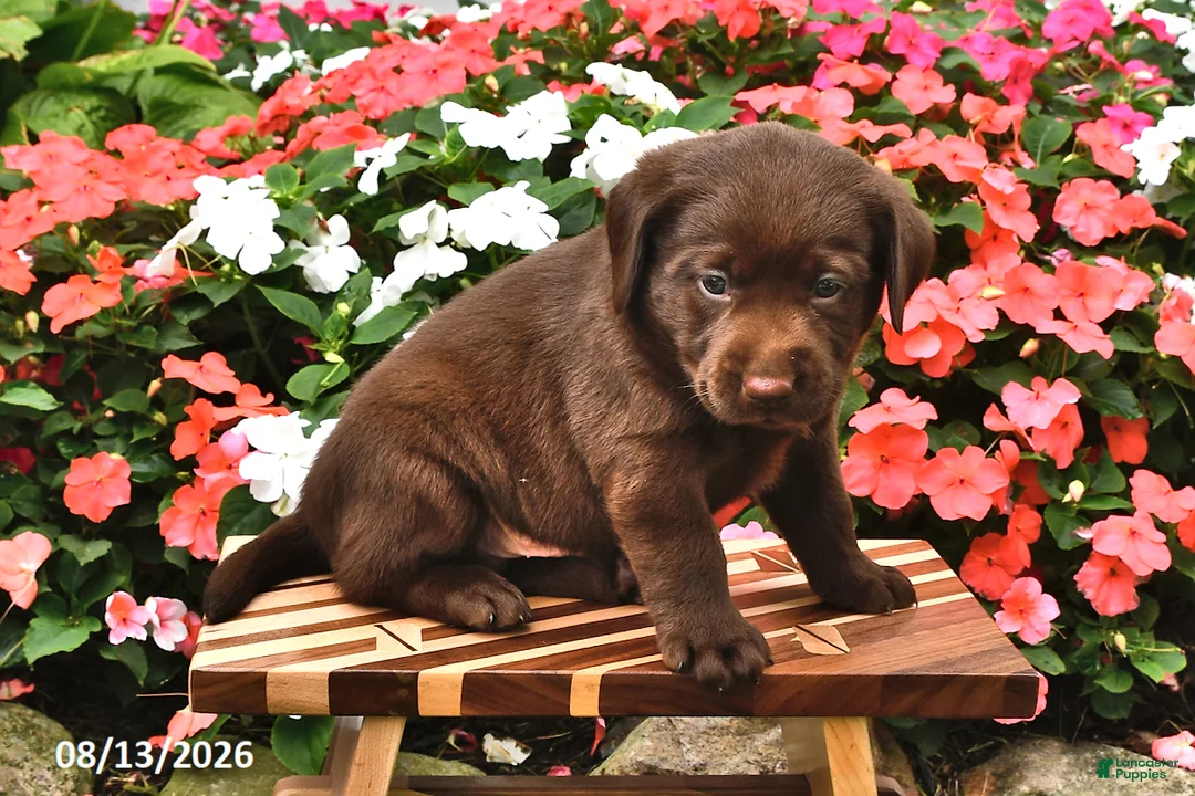 Labrador Retriever dogs for sale: Alfie - Ad 2