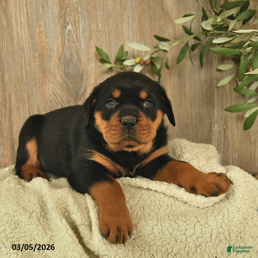 Rottweiler dogs Lexi  - Ad 2