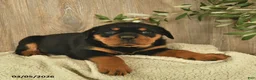 Rottweiler dogs for sale: Lexi  - Ad 2