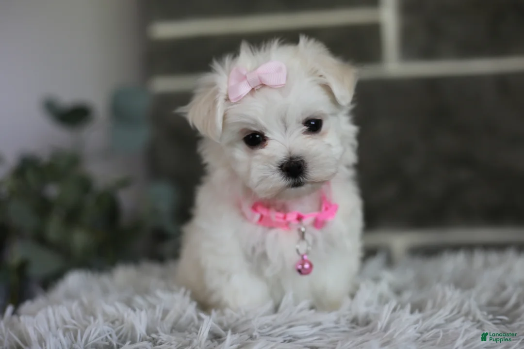 Maltipoo dogs for sale: Angel - Ad 1