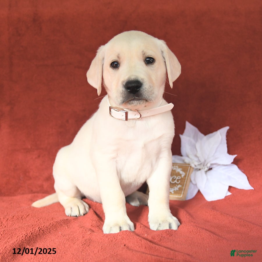 Labrador Retriever dogs Elmo - Ad 27