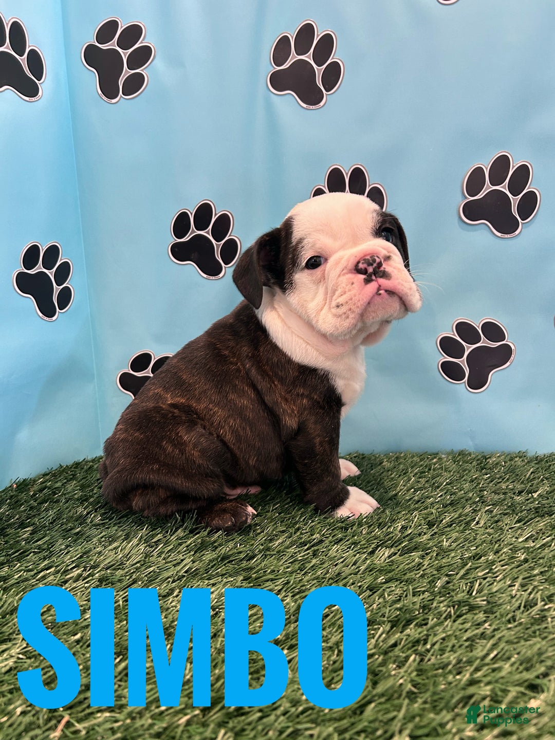 English Bulldog dogs for sale: SIMBO - Ad 3