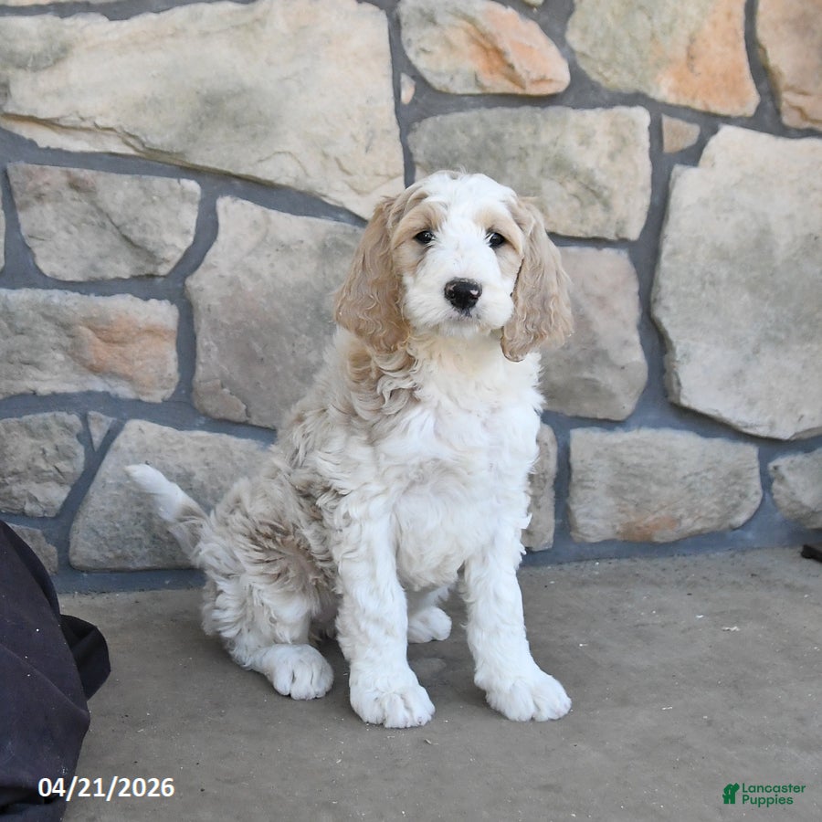 Labradoodle dogs Misty - Ad 2