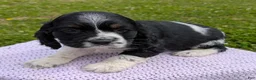 Cocker Spaniel dogs for sale: Yarrow - Ad 5