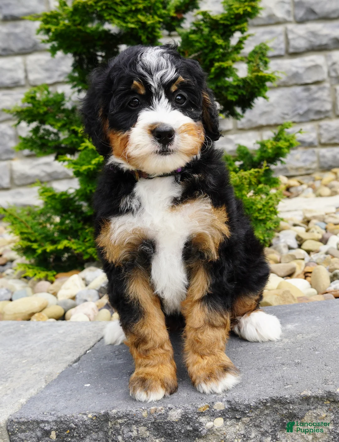Mini Bernedoodle dogs for sale: Mini Bernedoodle Millie  - Ad 1