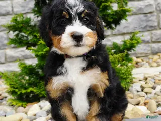Mini Bernedoodle dogs for sale: Mini Bernedoodle Millie - Ad 1