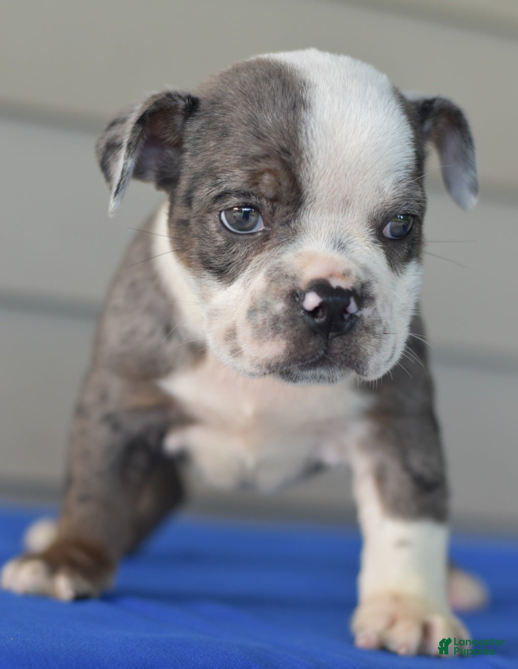 Mixed Breed dogs Tank hybrid bulldog puppy - Ad 1