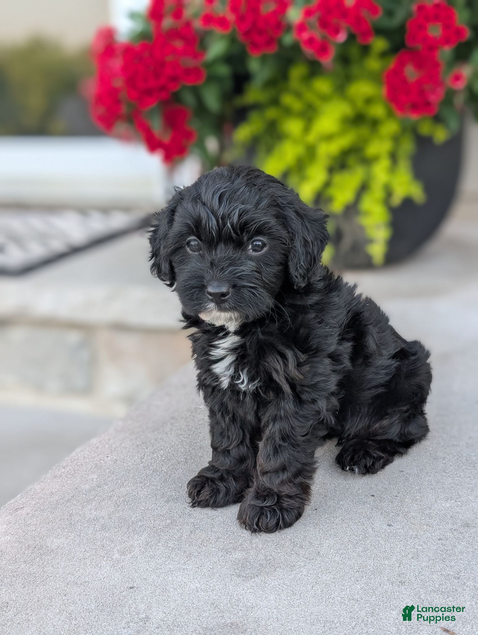 Yorkiepoo dogs Ava - Ad 2