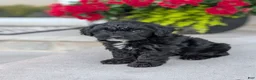 Yorkiepoo dogs for sale: Ava - Ad 2