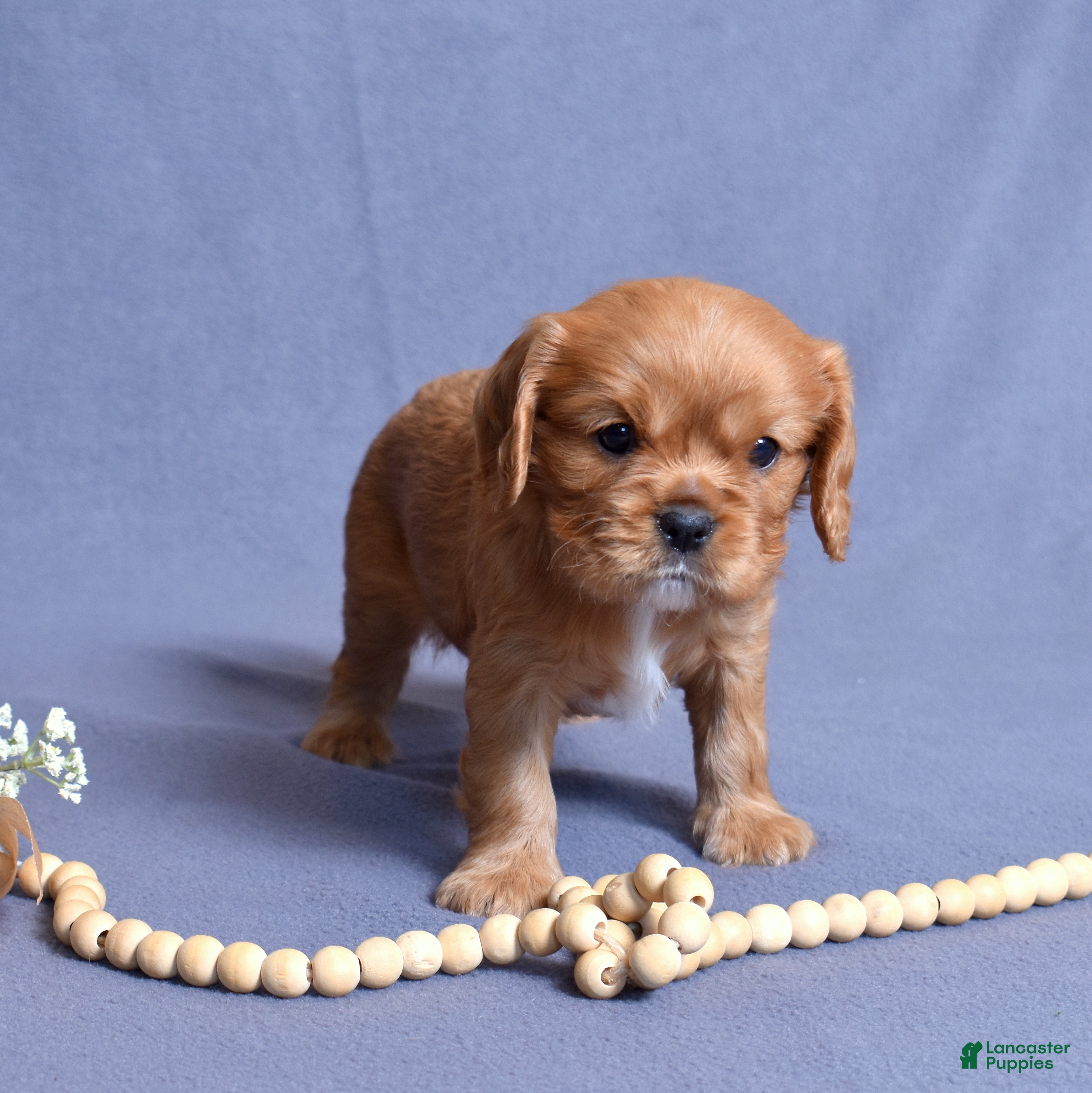 Cavalier King Charles Spaniel dogs Noah - Ad 1