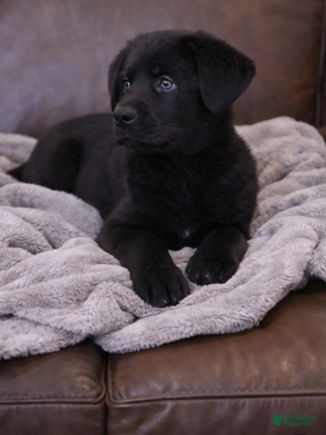 Sheprador dogs for sale: Sheprador Puppy 1 - Ad 2