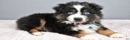 Miniature Australian Shepherd dogs for sale: Rocket - Ad 7