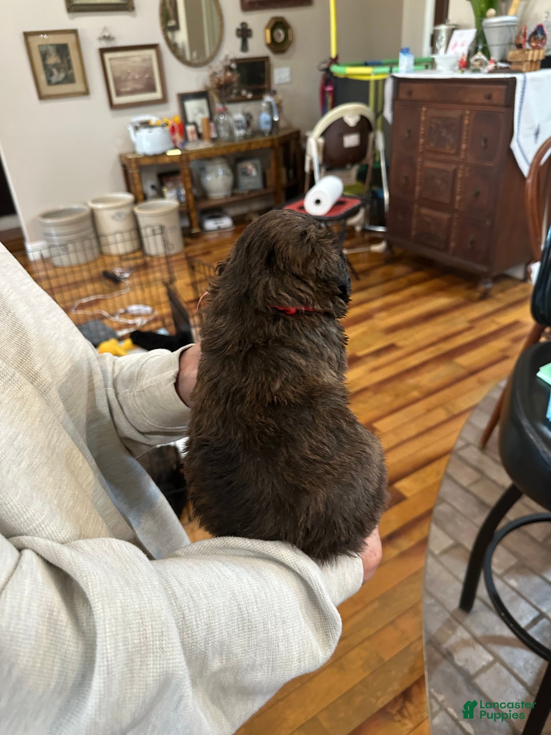 Mixed Breed dogs for sale: Female # 6 English Shepherd Doodle - Ad 4