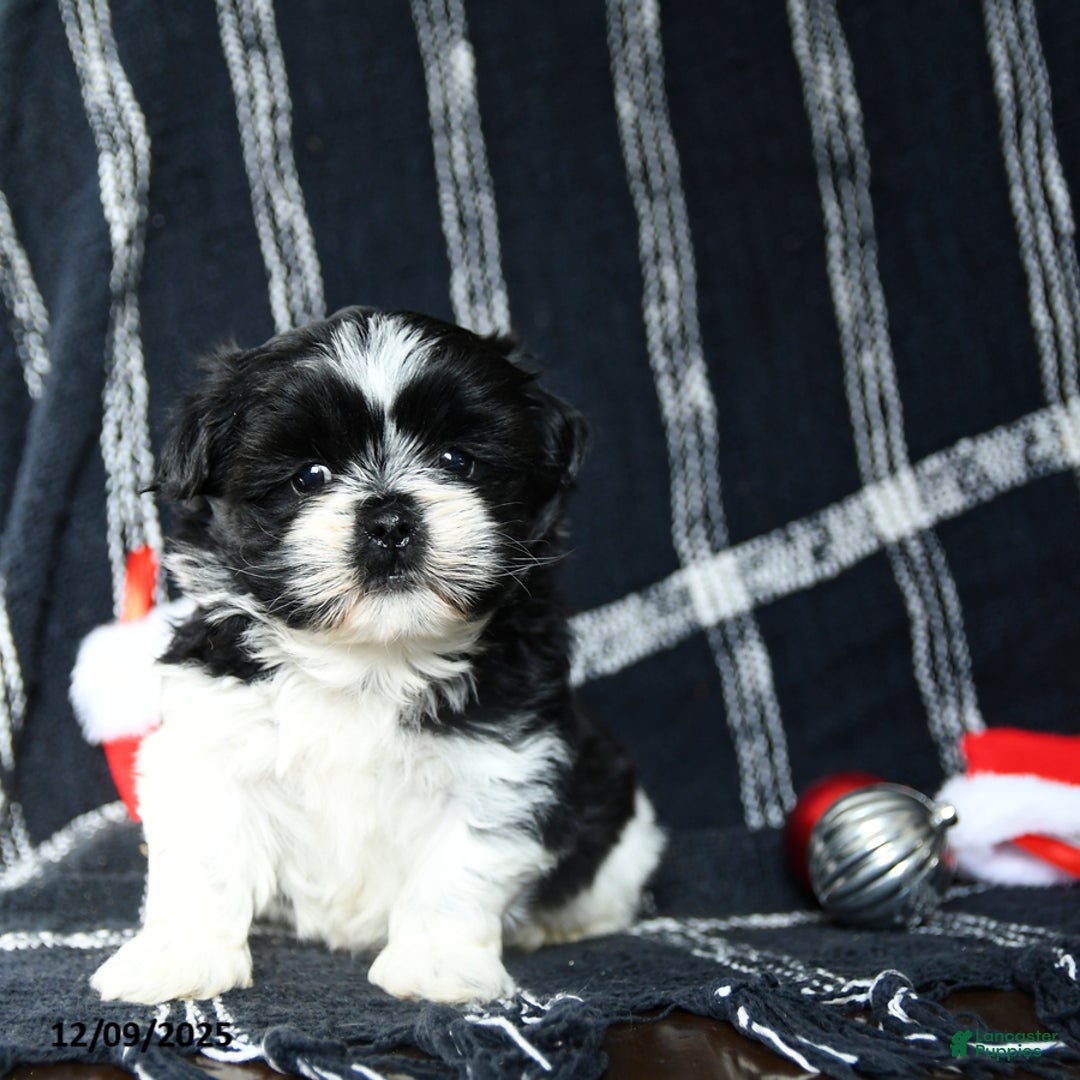 Shih Tzu dogs for sale: Oreo - Ad 3
