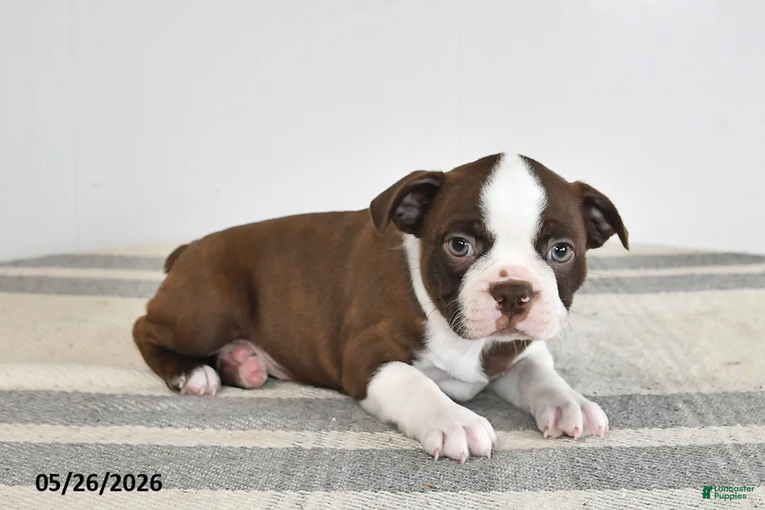 Boston Terrier dogs for sale: Frances - Ad 2